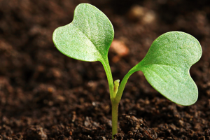 plant uit de bodem